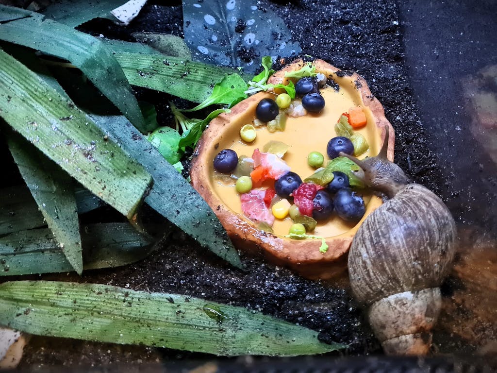 a close up of a giant African land snail eating a bowl of fruit