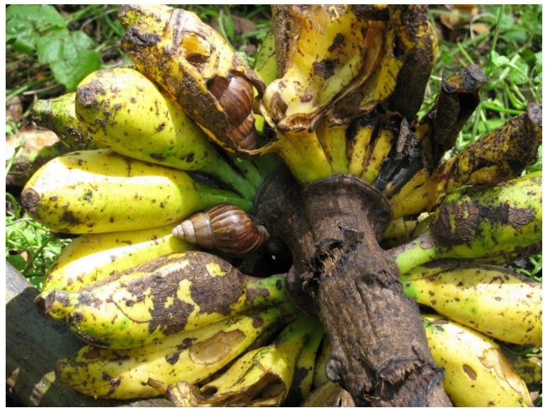 a banana plant being eaten by giant African land snails