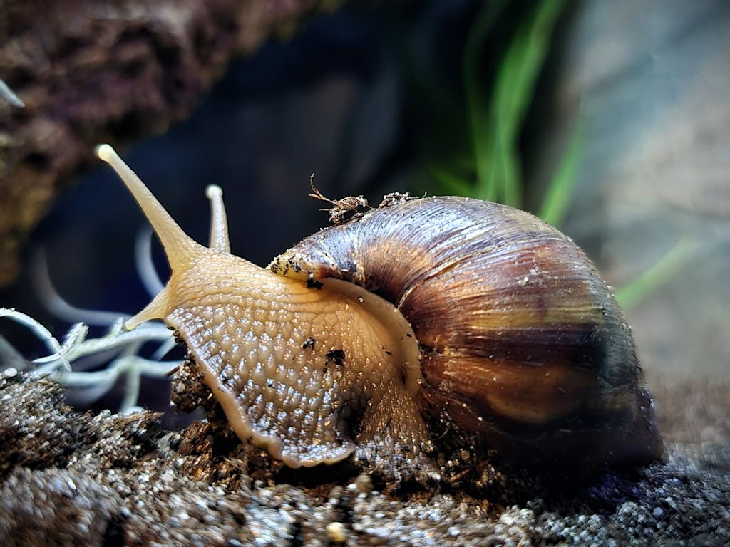 a close up of a giant African land snail sitting on the ground