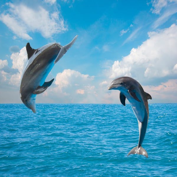 Baby Spinner Dolphin Nursing in Hawaii