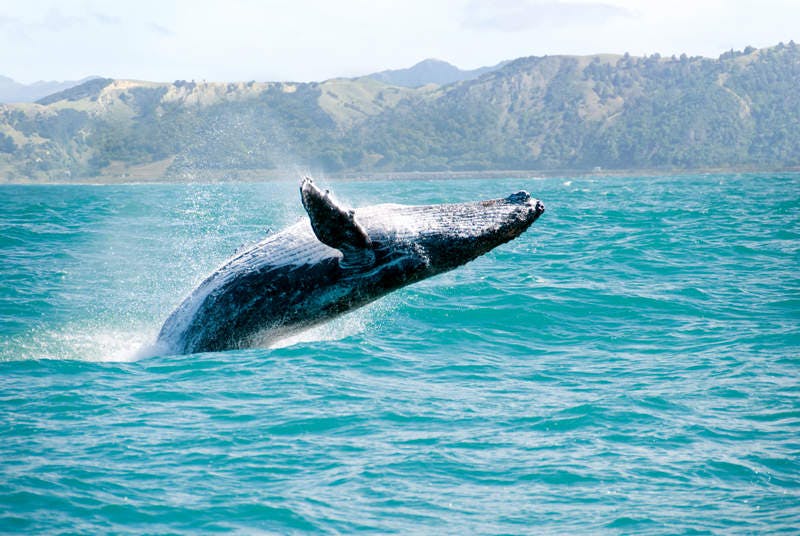 whale watching in oahu hawaii