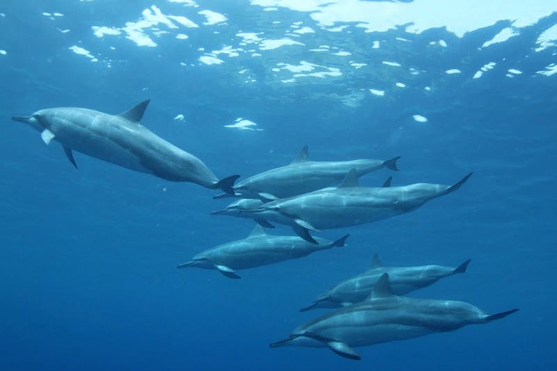 hawaiian spinner dolphin