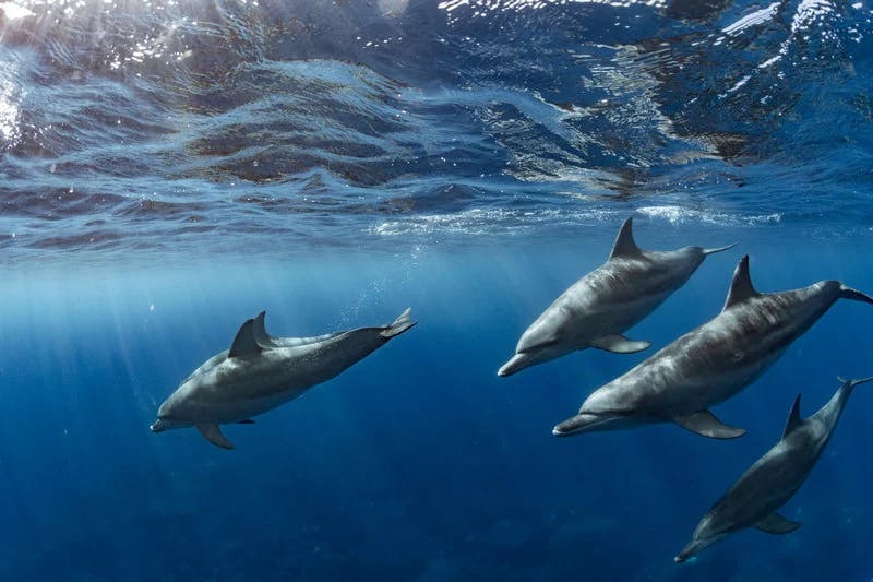 see dolphins