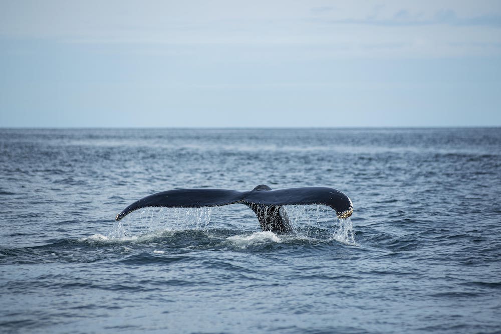 When Is the Best Time to See Whales in Hawaii? A Guide