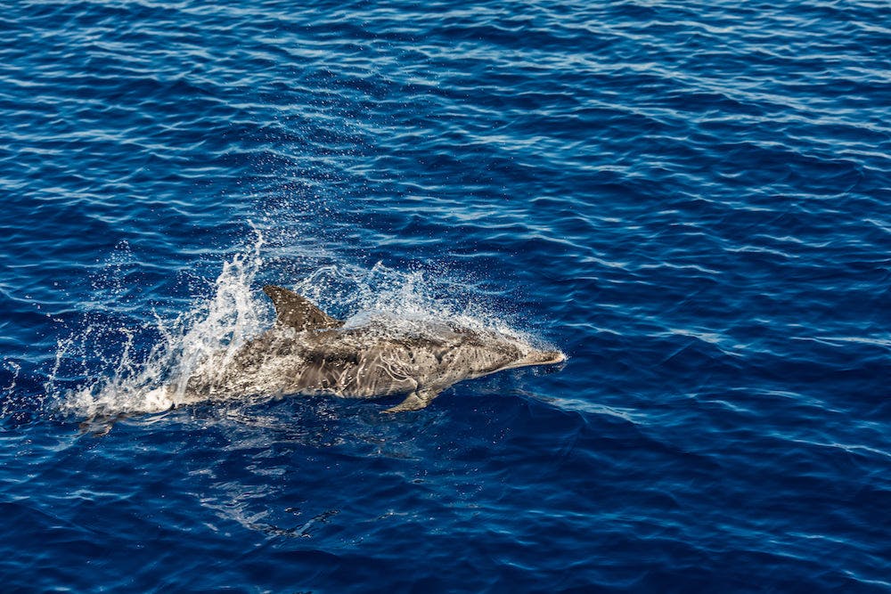 Dolphin Cruise Oahu
