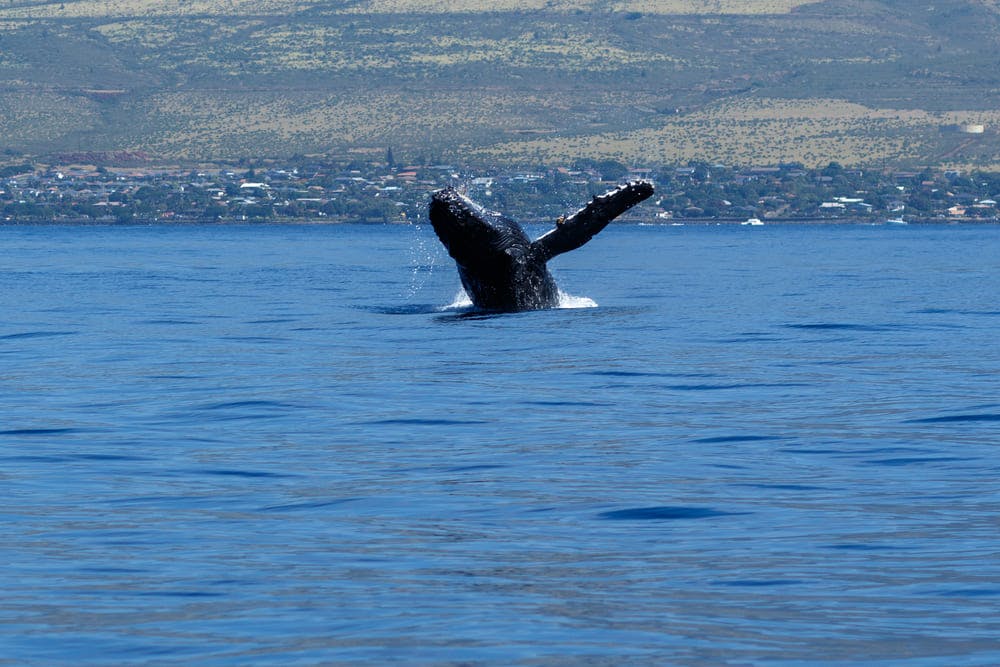Best Place to Go Whale Watching Hawaii Oahu