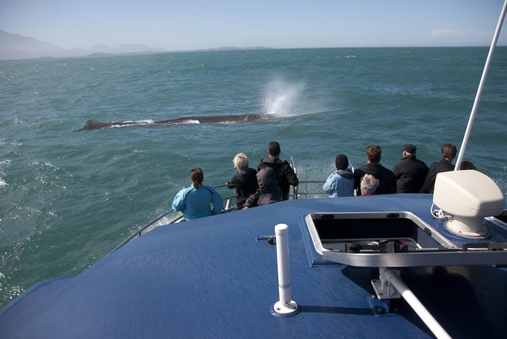 Best Places for Whale Watching