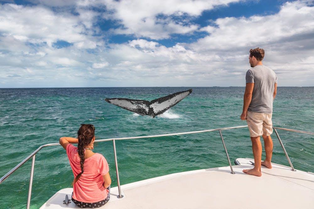 Where Is the Best Whale Watching in the World