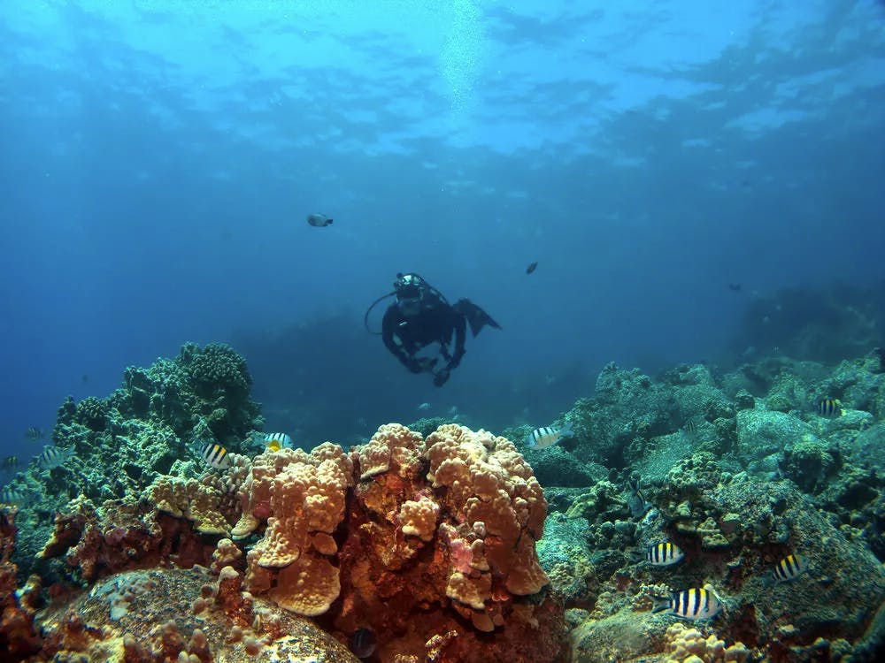 diver on a reef