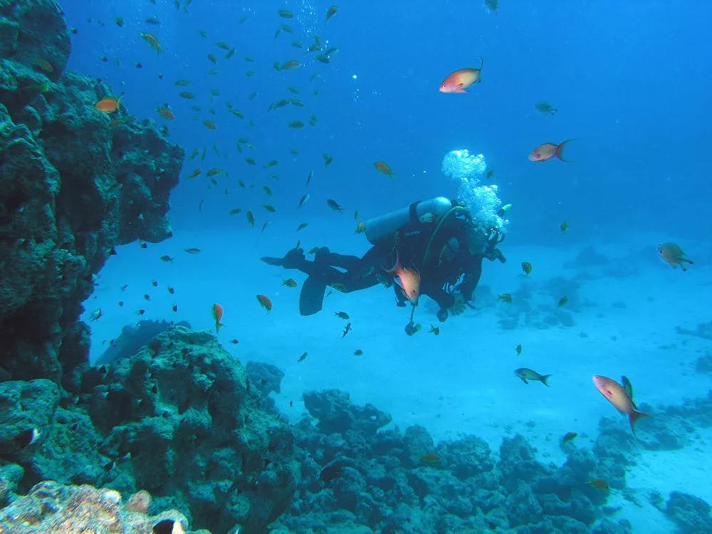 diver on the coral reef