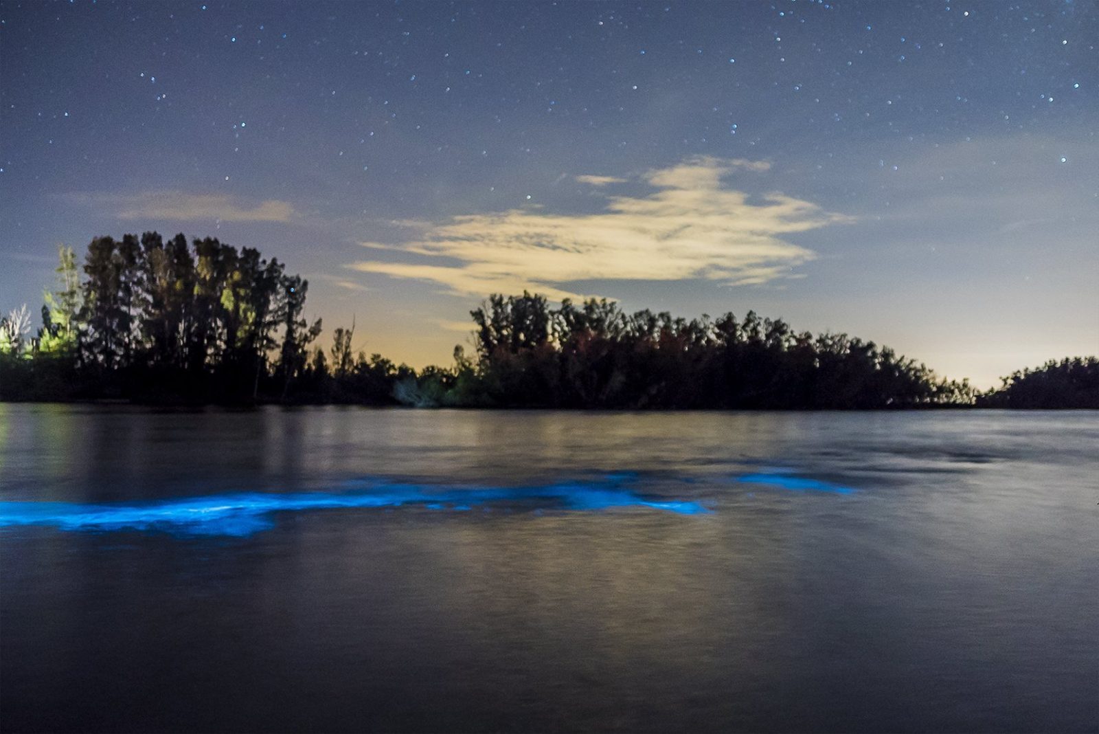 Where to see the best bioluminescence in Florida this summer.