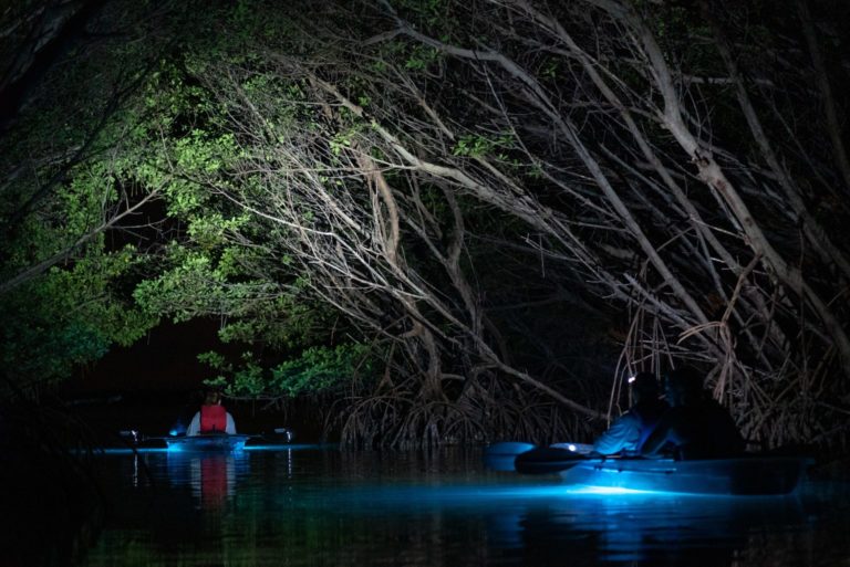 Clear Kayak Glow Tour Though Shell Key Preserve 