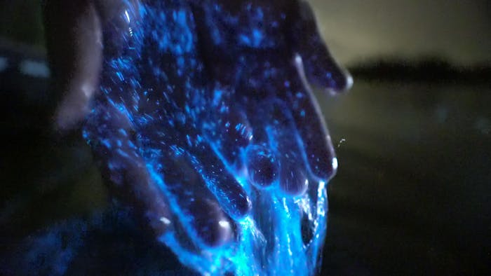 Watch These Glowing Dolphins Surf Through Bioluminescent Algae, Reef  Builders