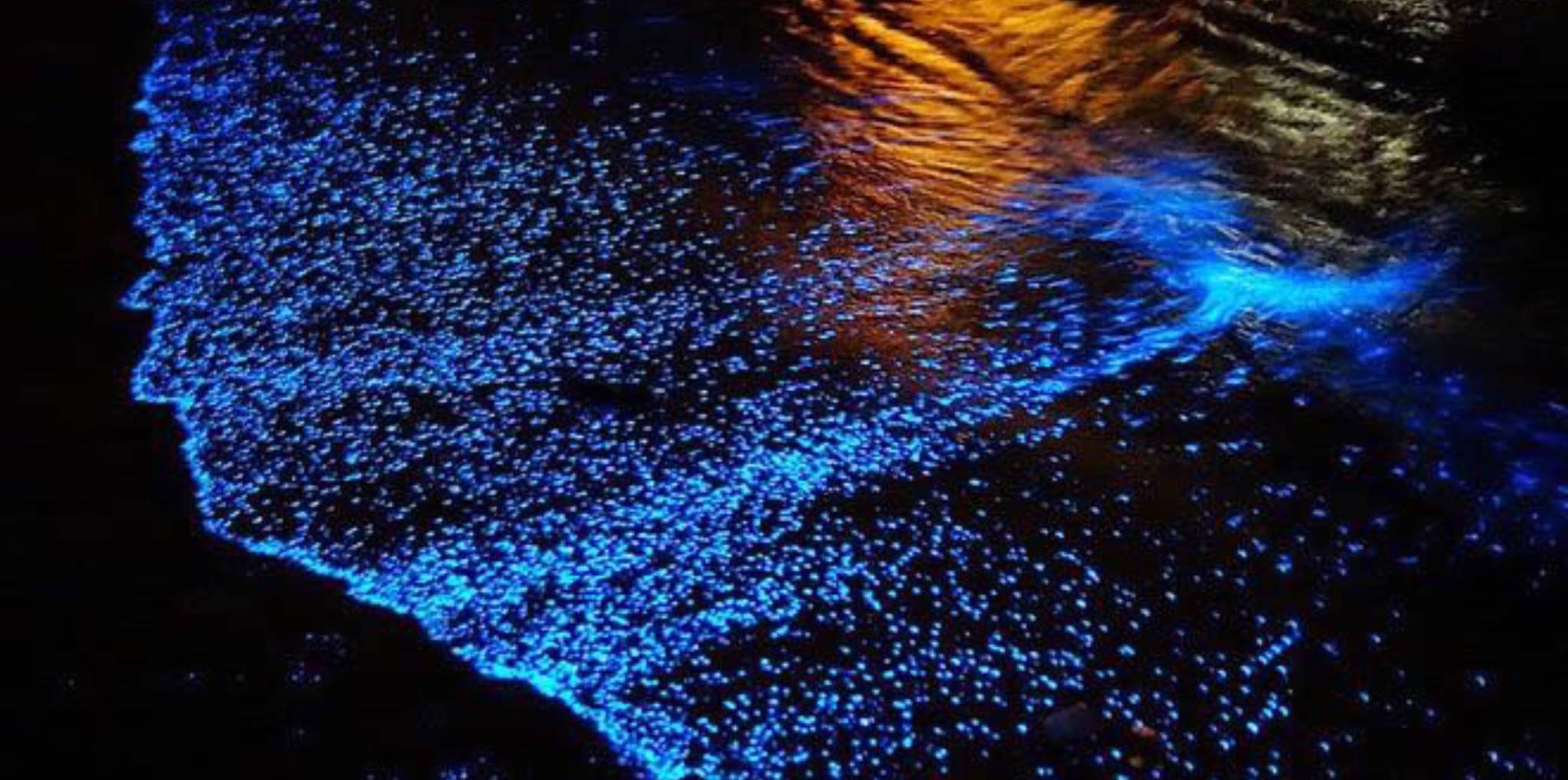 Does Bioluminescence Happen In Florida