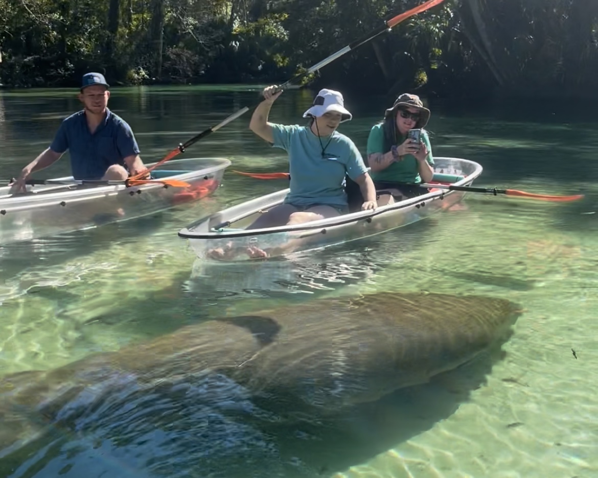 weeki wachee manatee tours