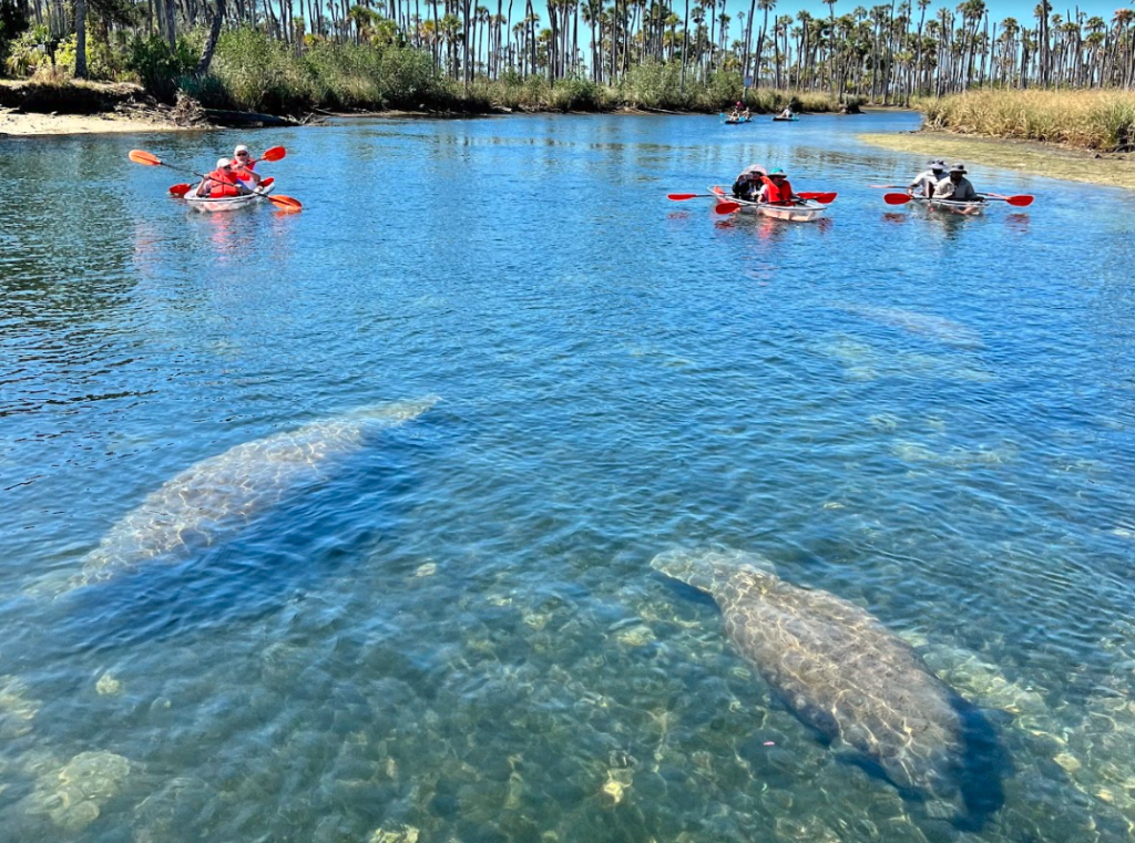 Top 5 Things to Do in Weeki Wachee | Get Up and Go Kayaking