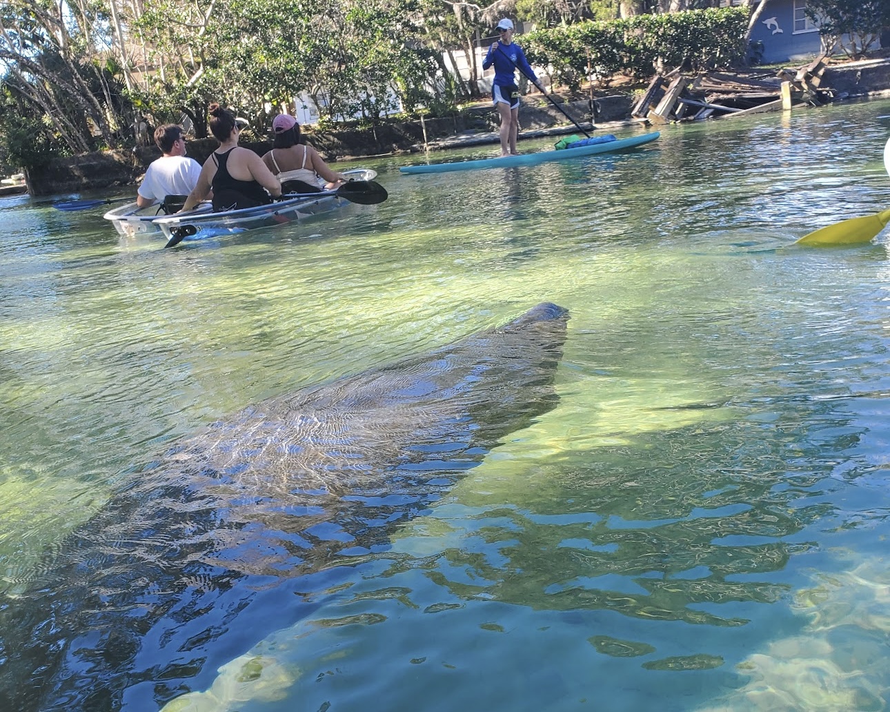 Why you want a tour guide when kayaking with manatees in Florida | Get ...