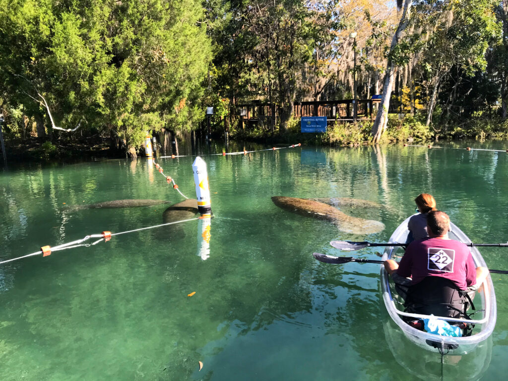 Kayaking With Manatees: A Magical Adventure In Crystal River, Florida