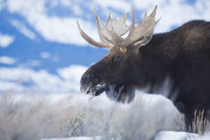 Bull Moose near Teton Mountain Range