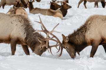 Elk rutting on the National Elk Refuge
