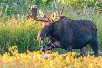 Foraging moose at sunrise