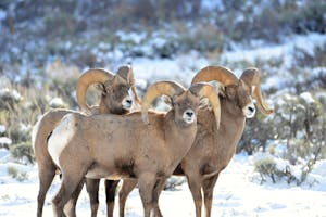 Bighorn sheep standing on top of a snow covered field