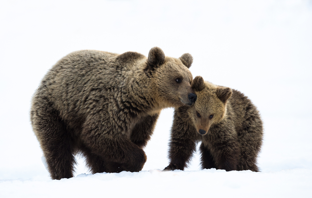 Winter Tour - Yellowstone National Park | Obsidian Expeditions