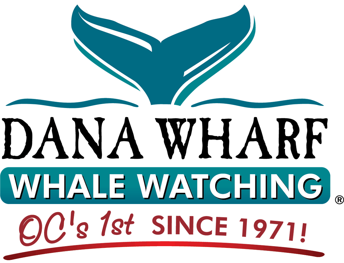 Whale Watching Dana Point, CA Since 1971, Dolphin Tours