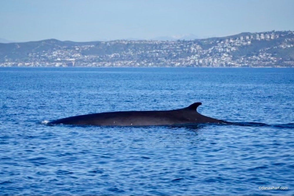 a whale in a large body of water