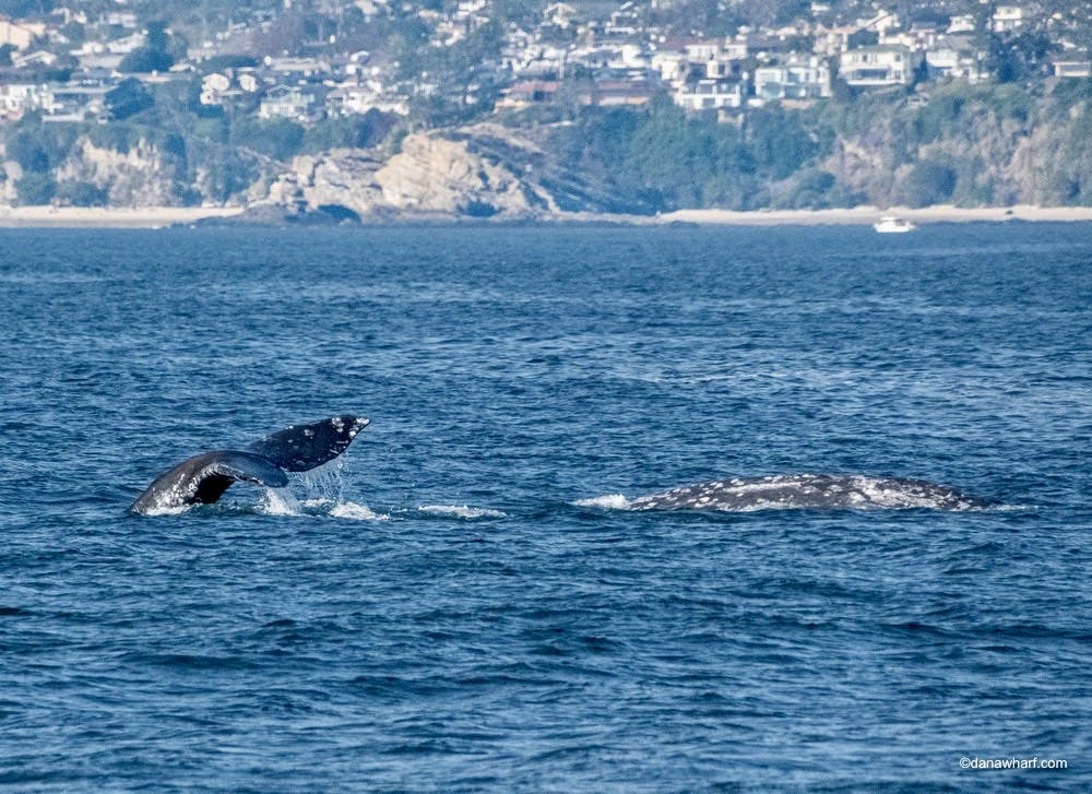a whale jumping out of a body of water