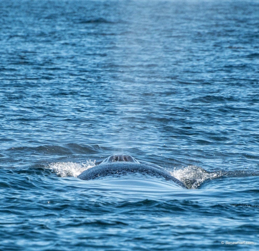 a whale swimming in a body of water