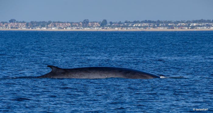 Fin Whales: The Ultimate Guide