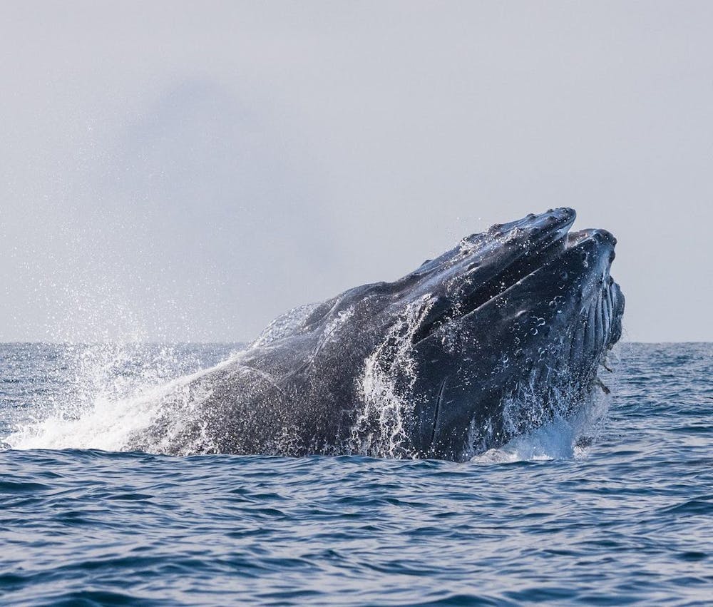The Ultimate Guide to Humpback Whales