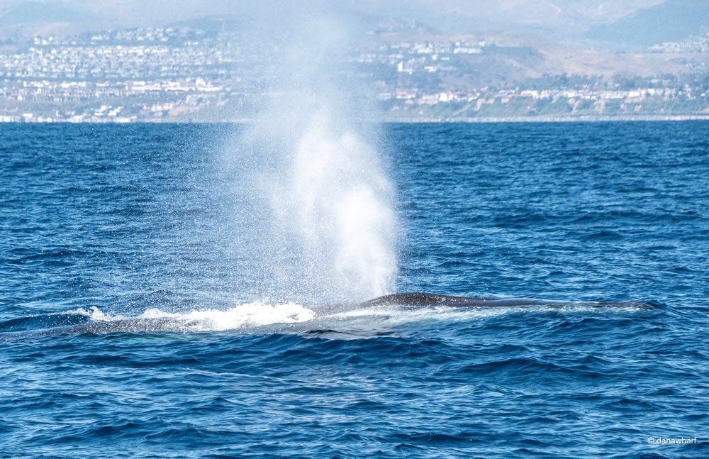 a whale jumping out of the water