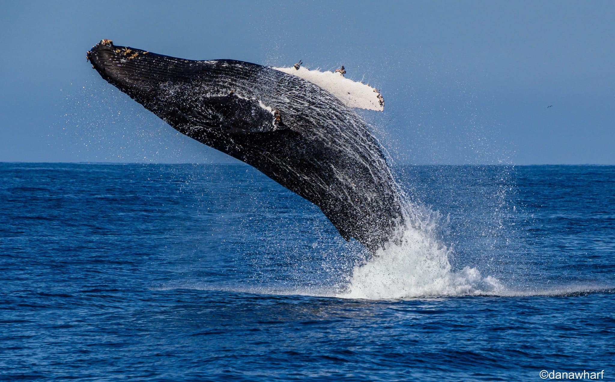 Juneau Whale Watching Tours | Our Top Picks | ALASKA.ORG