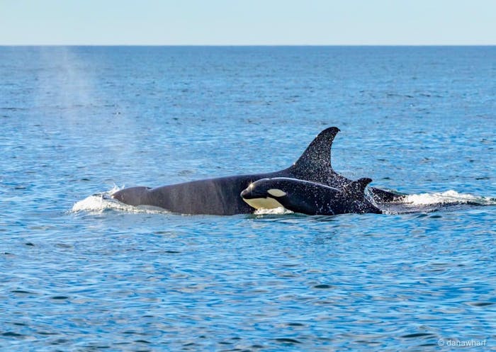 Everything You Need to Know About Orcas