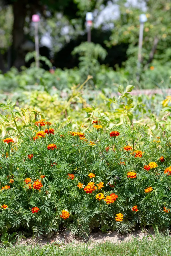 Do deer eat deals marigold