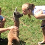 a person petting an animal