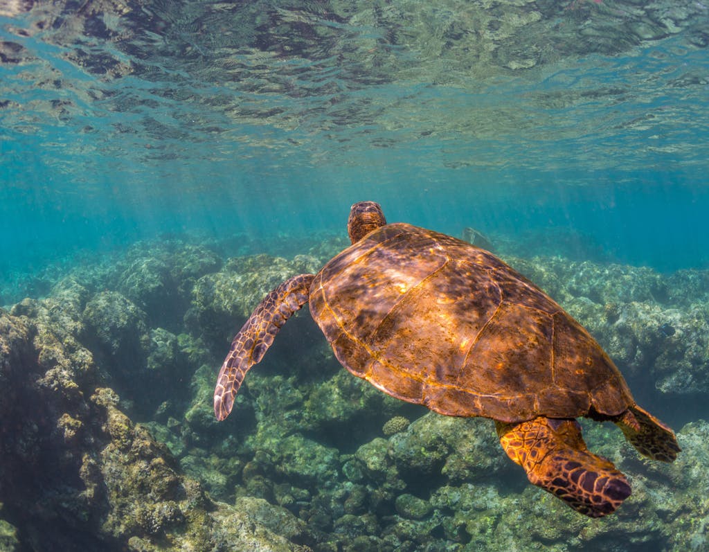Sea-Turtle-swimming-over-the-Reef