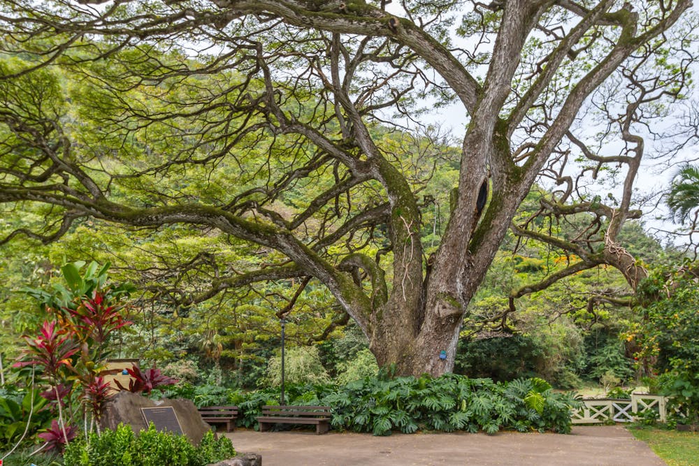Giant-Trees-at-Waimea-Valley-Hawaii-GTH-UIDA