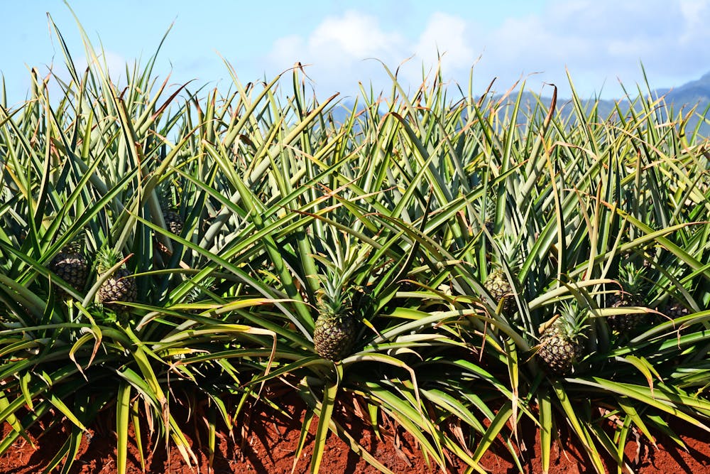 dole-pineapple-plantation-GTHDN152