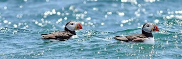 puffins in the water during a puffin watching tour in maine