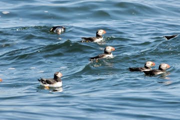 a flock of seagulls are swimming in a body of water