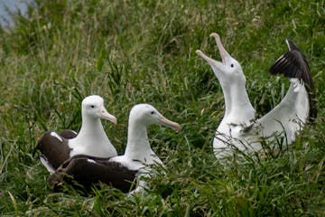 a flock of seagulls standing on grass near a body of water
