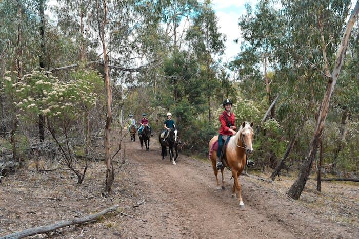 great ocean road horse riding tours