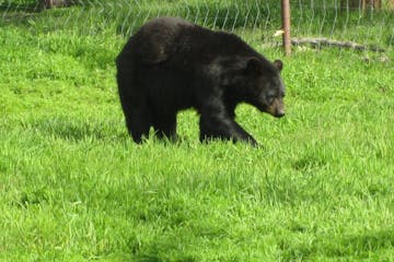 a large brown bear walking across a grass covered field