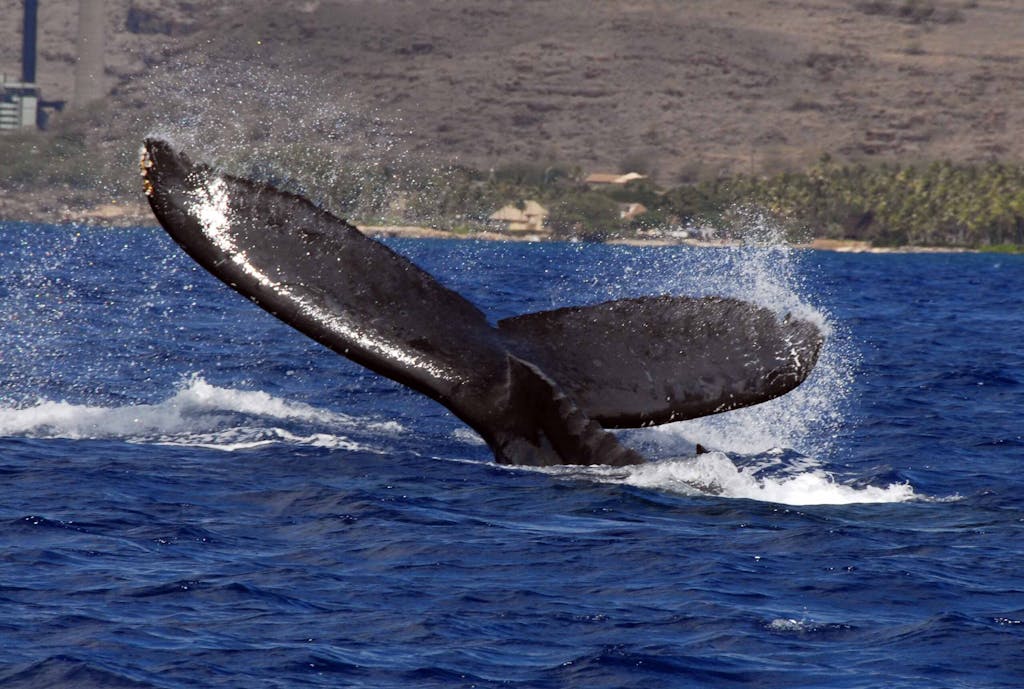 a Hawaii whale jumping out of the water