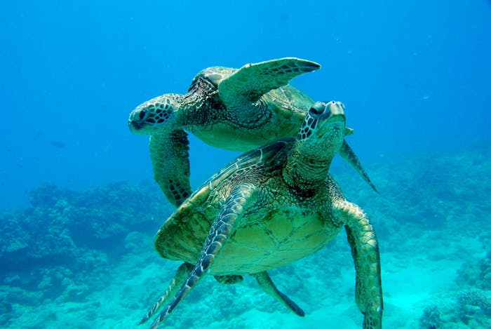 Where To See Turtles On Oahu | Ko Olina Ocean Adventures