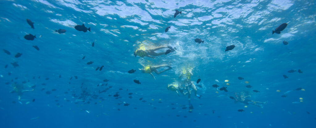snorkelers in the water in hawaii 
