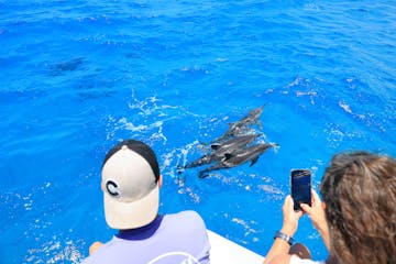 Dolphin watching from boat in Kona Hawaii